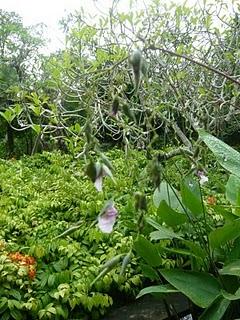 Jardin botanique de Singapour (multicolore et fleuri)