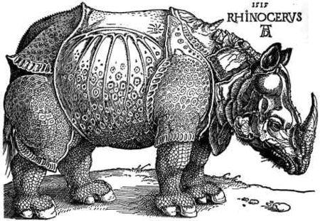 D_rer___Rhinoceros