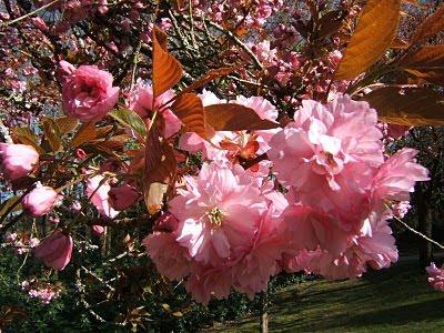 Tarte à la  framboise ..