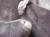 think crusher girl...