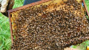 Le 24 avril : La disparition des abeilles