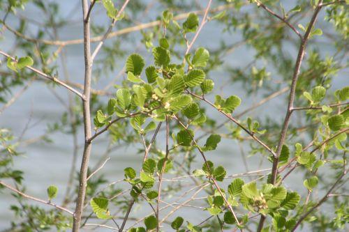 aulne 22 avril 042.jpg