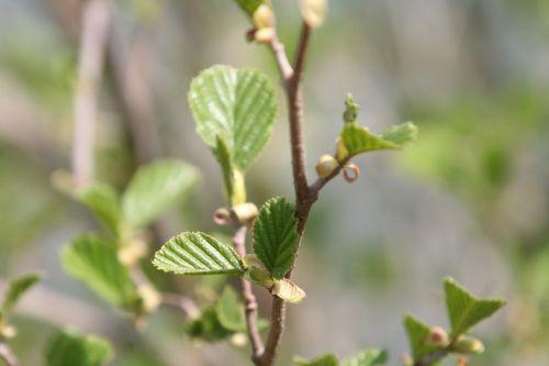 aulne 22 avril 045.jpg