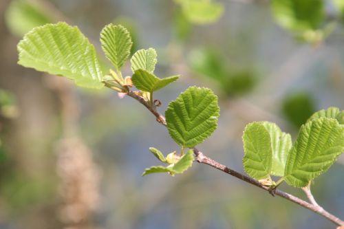 aulne 22 avril 046.jpg