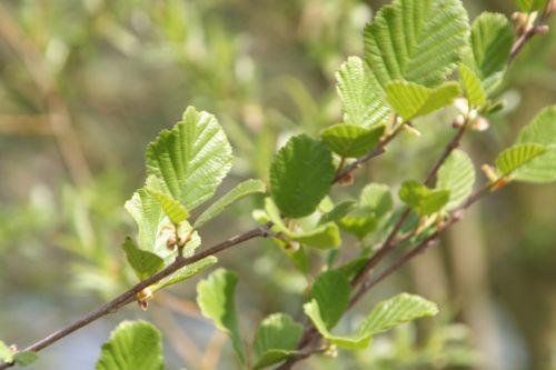 aulne 22 avril 047.jpg