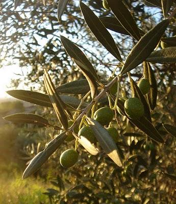 Dégustation vinaigre balsamique et huiles d'olive