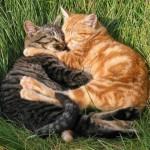 Vidéo insolite: Un chat réanime sa moitié