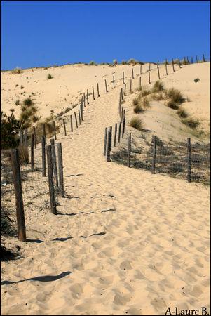 Lege_Cap_Ferret_dune_102