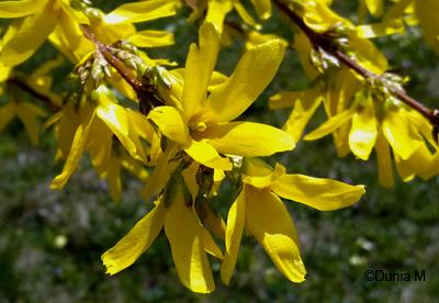 La Chaux-de-Fonds: forsythia 2010