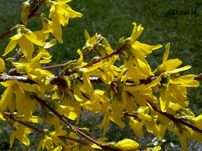 La Chaux-de-Fonds: forsythia 2010