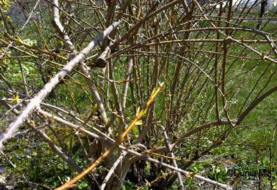 La Chaux-de-Fonds: forsythia 2010