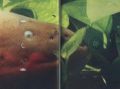 Twin Sister: Lady Daydream (Cassette version) cassette serait...