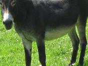 Petit (Madeleine Mouget)