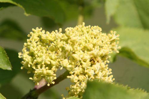 coreana grappe 17 avril 027.jpg