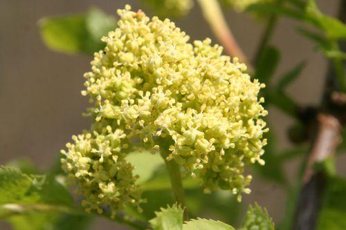 coreana grappe 17 avril 030.jpg