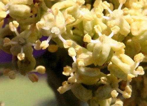 coreana fl groupe 17 avril 030.jpg