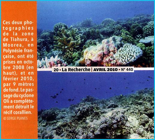 coraux-apres-cyclone-oli.1271082181.jpg