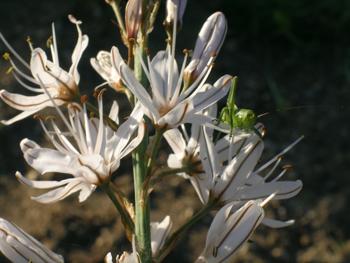 Asphodele Alphabet d’Elles