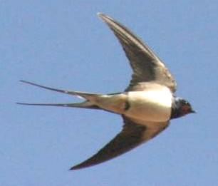 Hirondelle Alphabet d’Elles