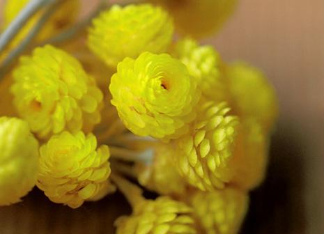 Immortelle Alphabet d’Elles