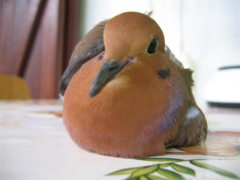 Tourterelle Alphabet d’Elles