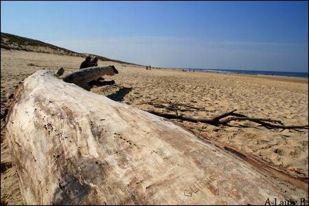 Lege_Cap_Ferret_115_copie