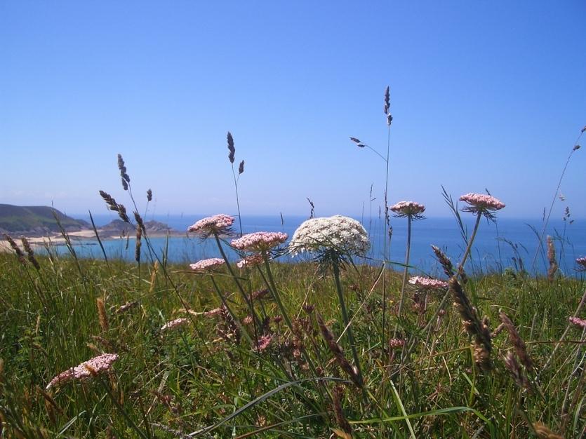 J’ai parcouru la lande (Evelyne Pernel)