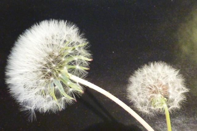 Image Hosted by ImageShack.us