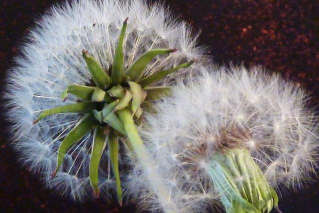 Image Hosted by ImageShack.us