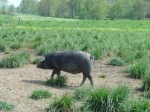 Le mot du jour : Bio 有机