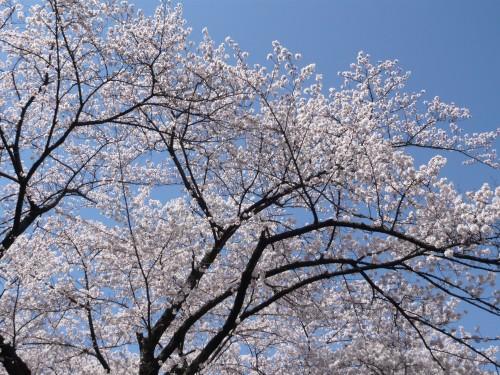 Japon_2008_1 043.jpg