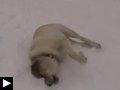 chien-aime-glisser-sur-neige.jpg
