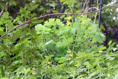 chel lam lau veneux 26 avril 003.jpg