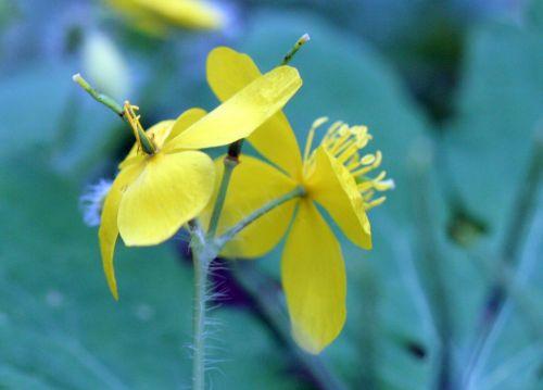 chelidoine fleurs veneux 26 avril 056.jpg