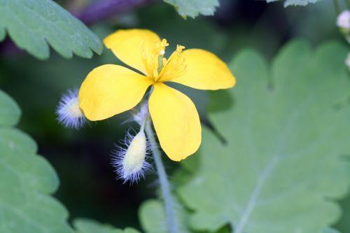 chelidoine fleur veneux 26 avril 038.jpg
