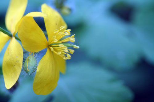 chelidoine fleur veneux 26 avril 084.jpg