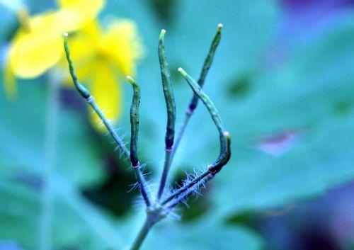 chelidoine fruits veneux 26 avril 055.jpg