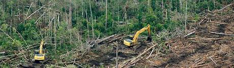Nestlé, Cargill : la pression monte sur Sinar Mas, le géant de l’huile de palme… et de la déforestation