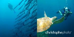 barracuda point sipadan