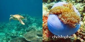 barracuda point sipadan