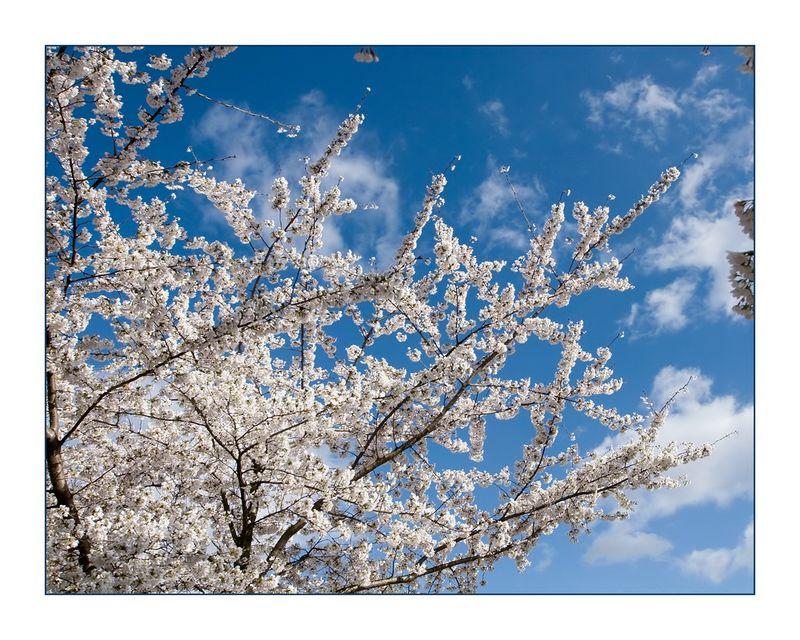 Le bonheur d’un arbre (Jean-Vincent Verdonnet)