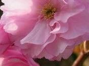 PROMENADE ...Les Beaux jours encore &amp; encore,Envie de...