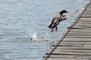 Le vol chez l'Oiseau