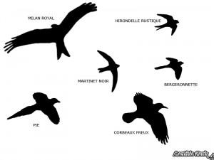 Silhouettes Oiseaux en Vol
