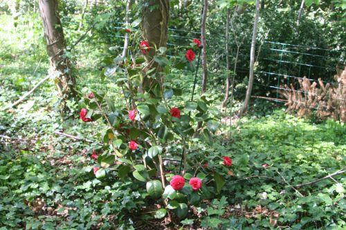 coquetti 24 avril 004.jpg