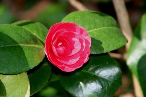 coquetti 24 avril 005.jpg