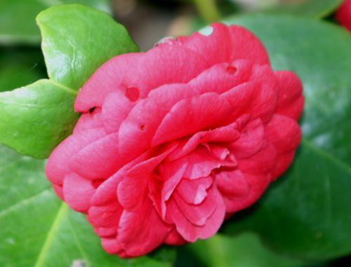 coquetti 24 avril 006.jpg