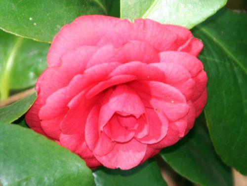 coquetti 24 avril 007.jpg