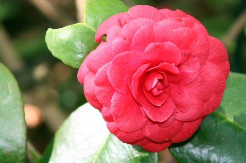 coquetti 24 avril 009.jpg