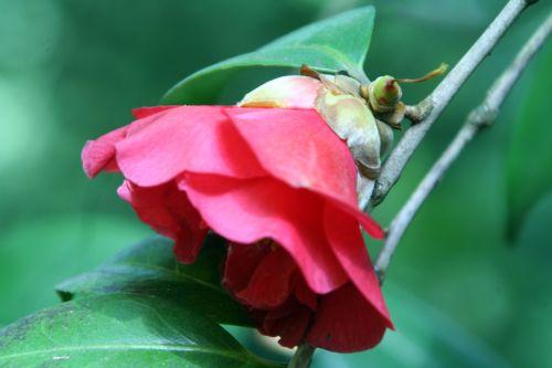 adolphe veneux 28 avril 007 (2).jpg